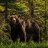 Bear28